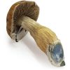 Buy Cuban Magic Mushrooms