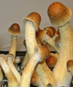 Penis Envy Cubensis Spores