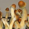 Buy Penis Envy Cubensis Spores