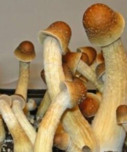 Buy Penis Envy Cubensis Spores